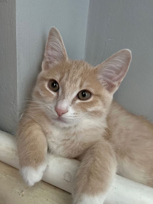 Котик,3 месяца мальчик