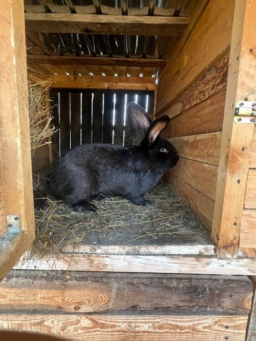 Vand iepuri Urias German