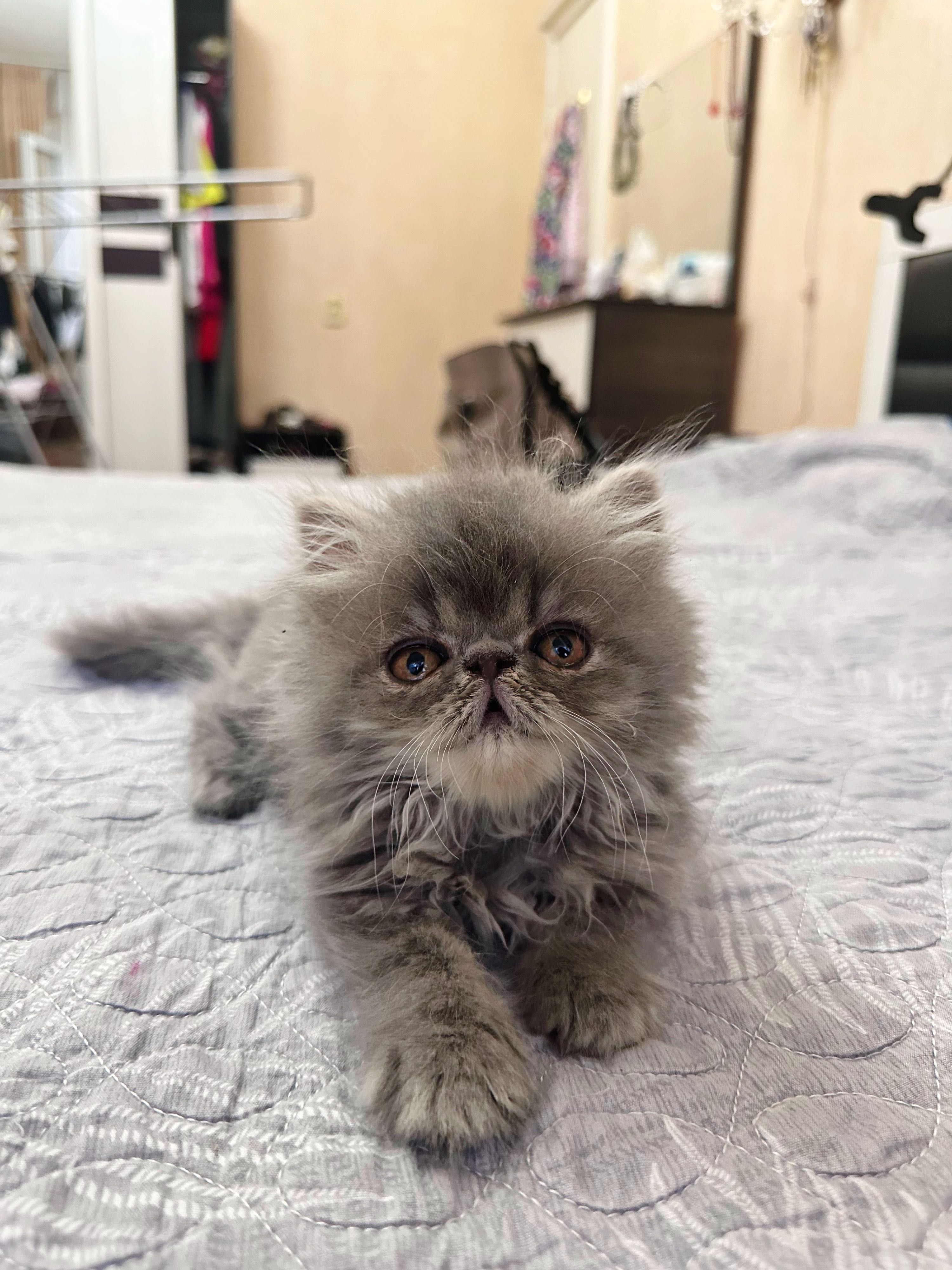 Персидские котята