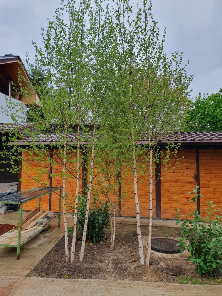 Magnolia/mesteacăn/tei argintiu/tuia/leylandi