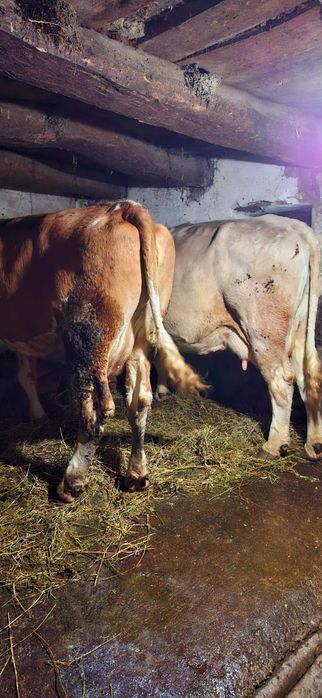 Vând 3 vaci baltate românești