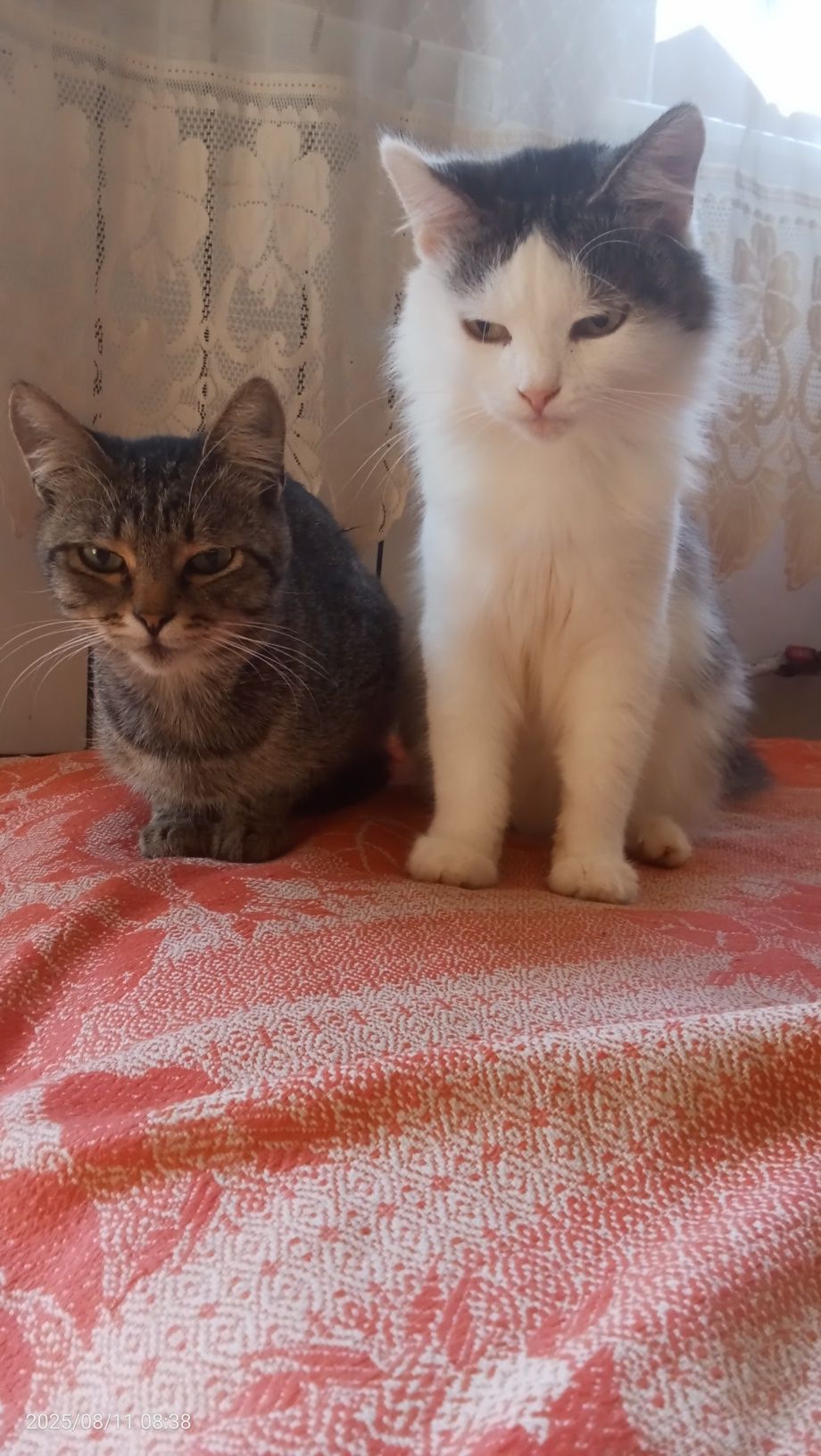 ПРОПАЛ кот срочно