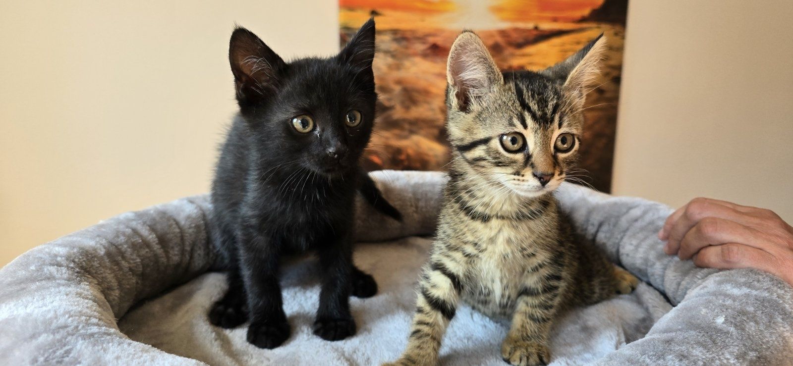 Кроткото котараче Боно на 2 м търси дом