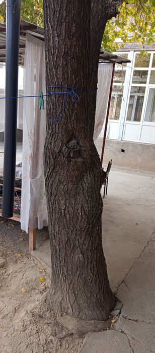 Ўрик дарахти бепул