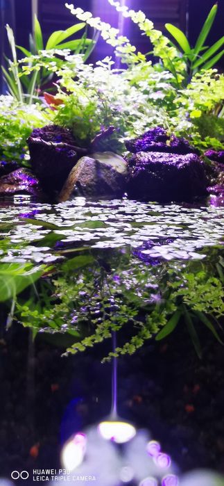 Lampi full spectrum pe comanda pentru acvarii plantate