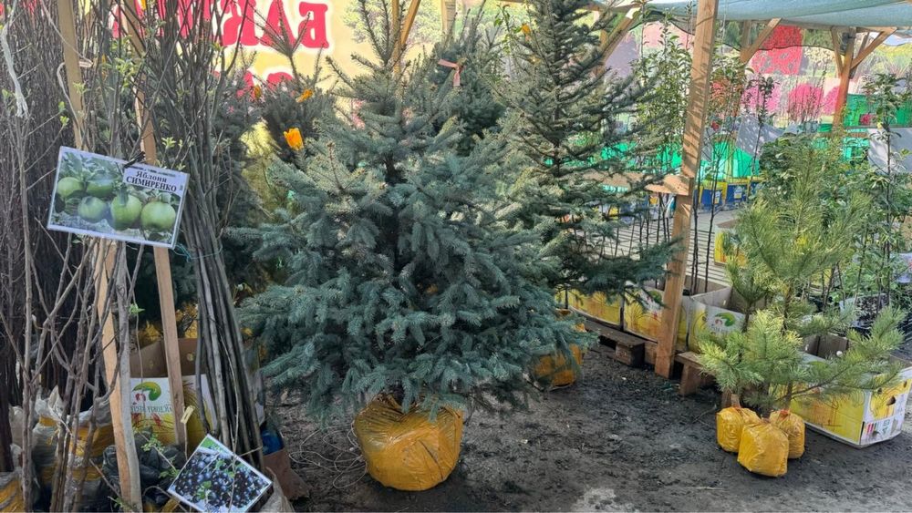 Продается саженцы оптом и в розницу