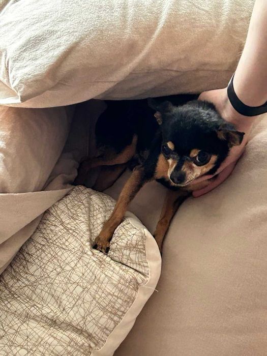 Подарявам кученце мини порода