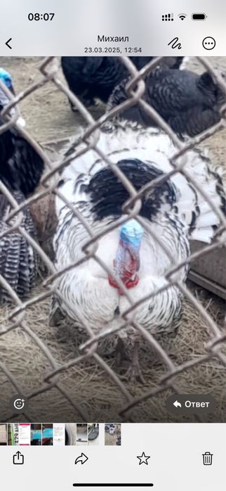 Продам индюков Кавказкие серые