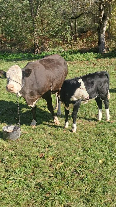 Vind doua juninci și o vaca balta