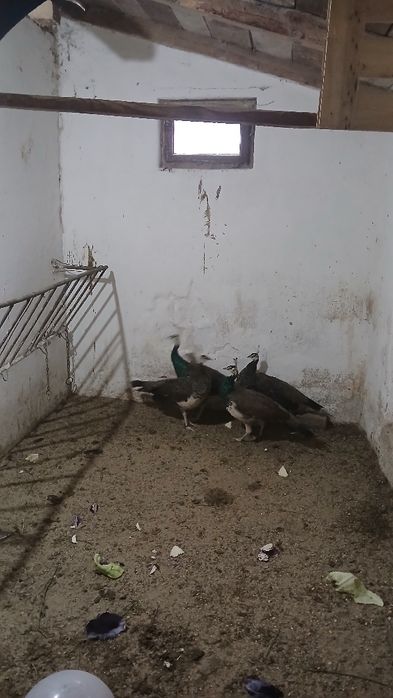 Vînd  păuni tineri standard din mai și iulie 2025.