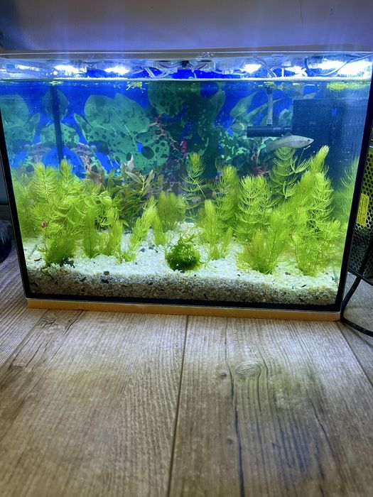 Acavriu pesti  micut si frumos