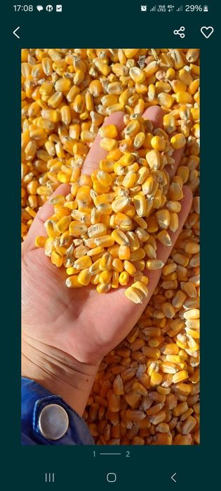 Кукуруза кормовая свежая, сухая