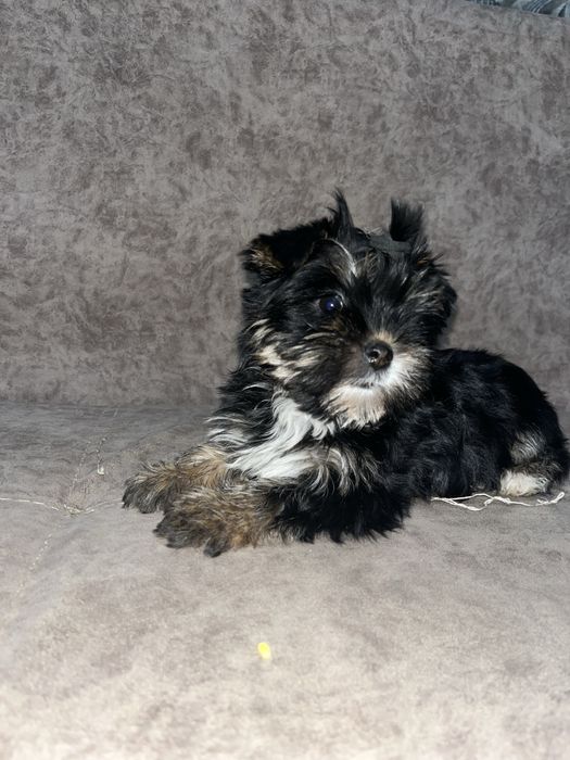 Девочка йорк щенок продаю