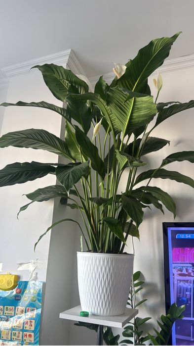 Гигант гулдер сатылады