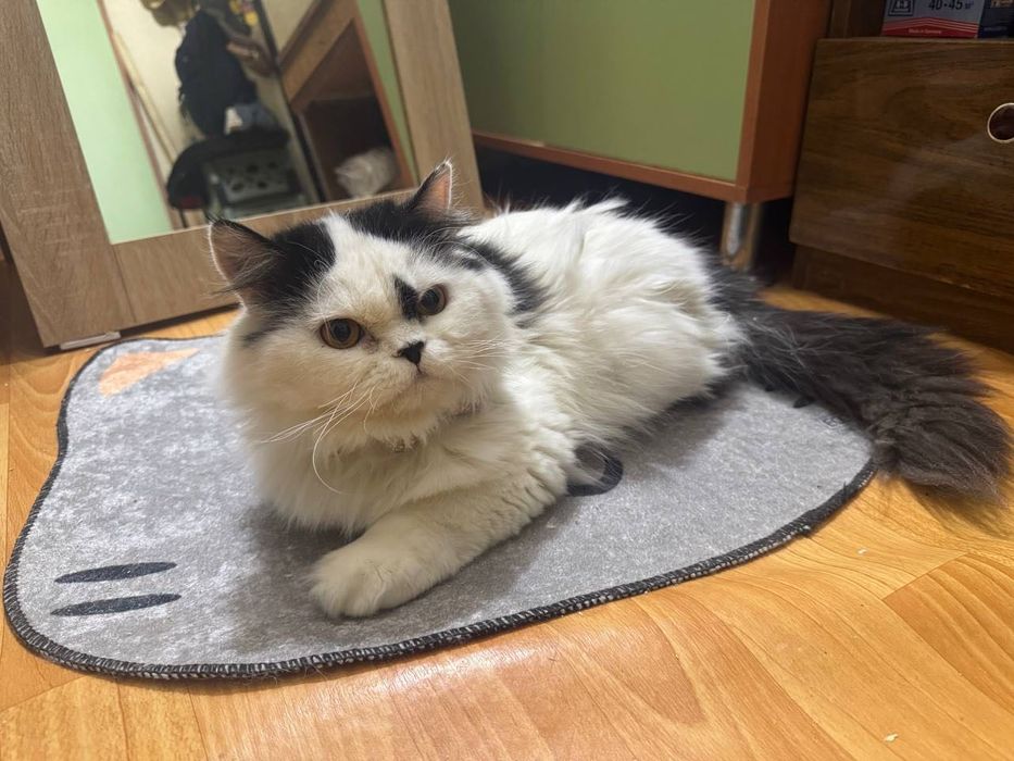 Котик бесплатно даром