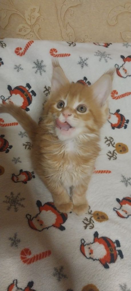 Котята Мейн куны