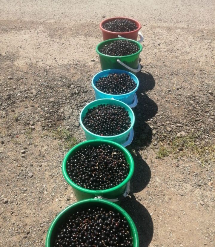 Смородина каракат