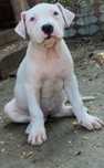Dog argentinian /