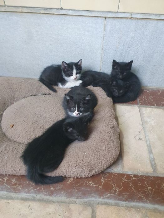 Котята в добрые руки