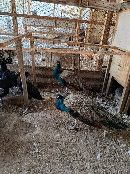 Павлин, Шолпан шөжелері сатылады