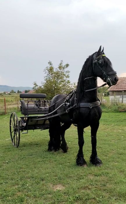Trăsură /Șareta import