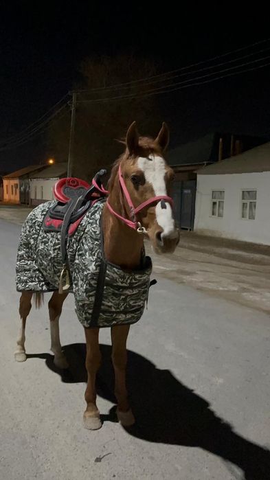 Дончак құнан сатылады