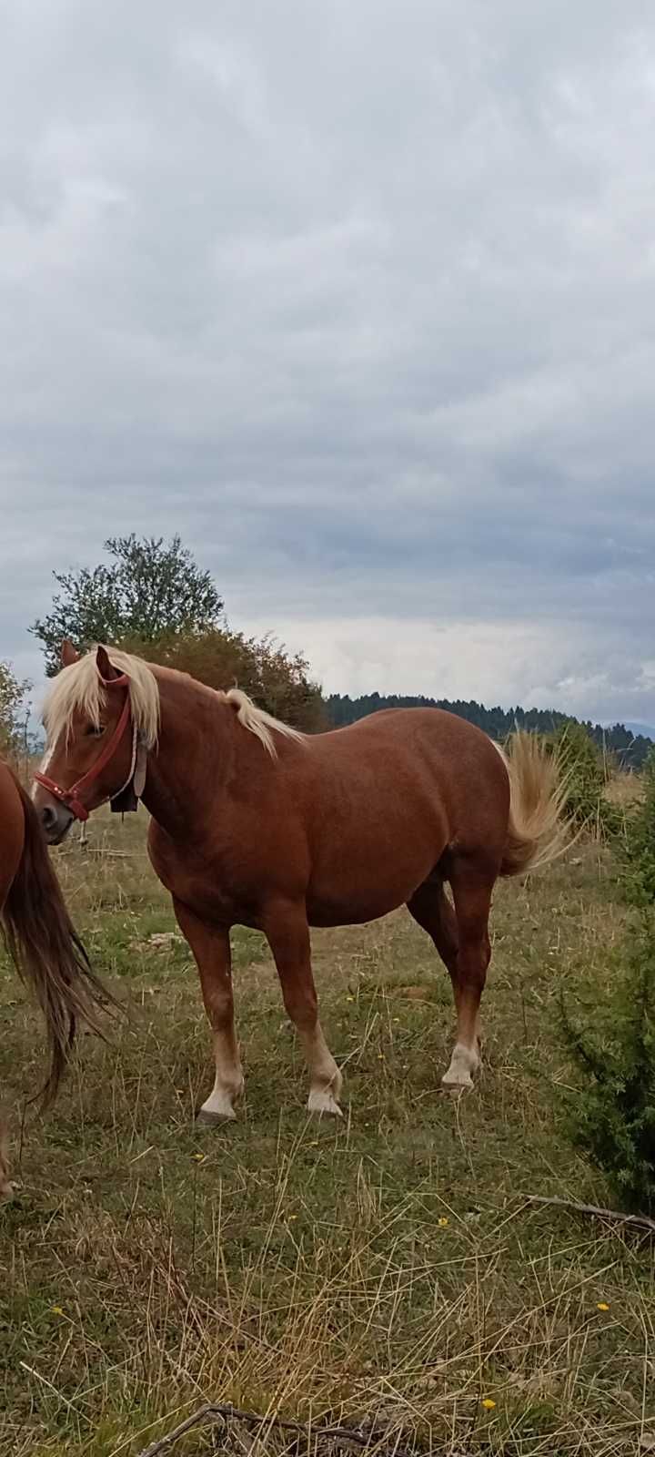Кон   Хафлингер.