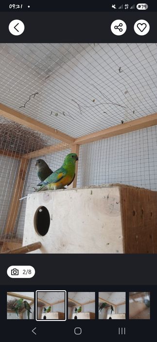 Tayyor pefchi sotiladi 500 ming