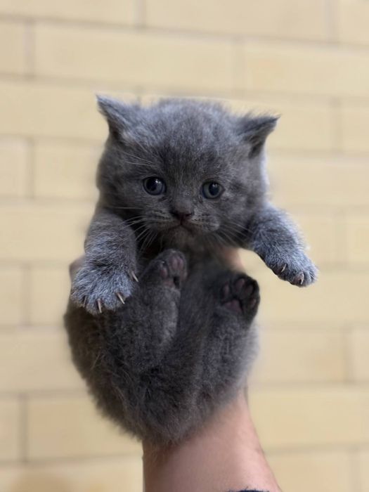 Продайтса котята