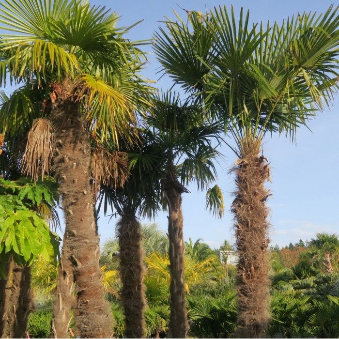 Palmieri rezistenți la îngheț de exterior, trachycarpus fortunei