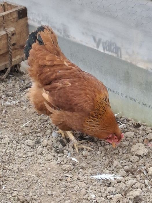 Vând familie găini New Hampshire 8+1