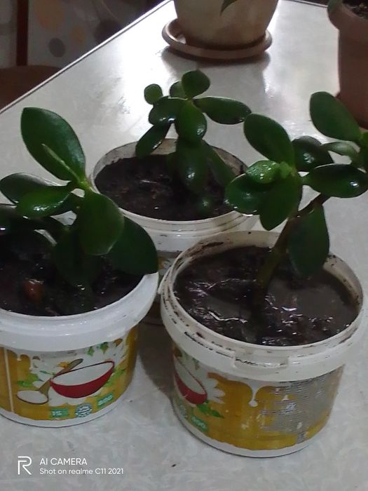 Продам каланхоэ 800т,денежное дерево,и рео