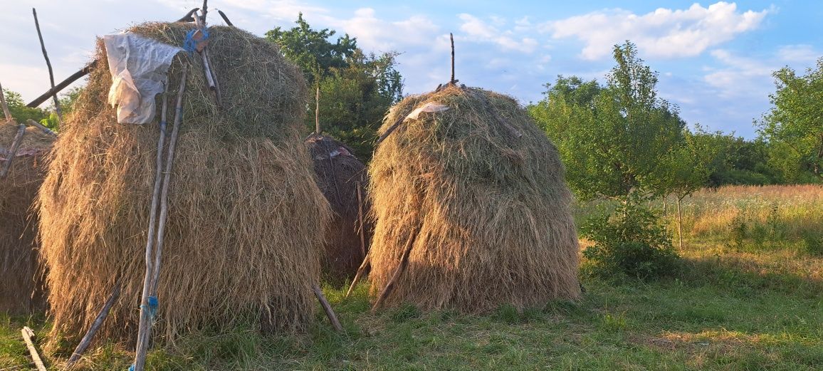 Vând 4 căpițe de fân