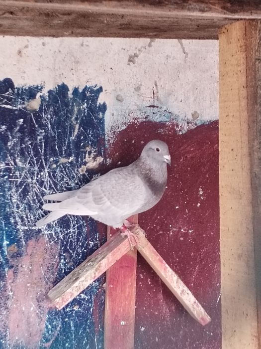 Vând porumbei voiajori