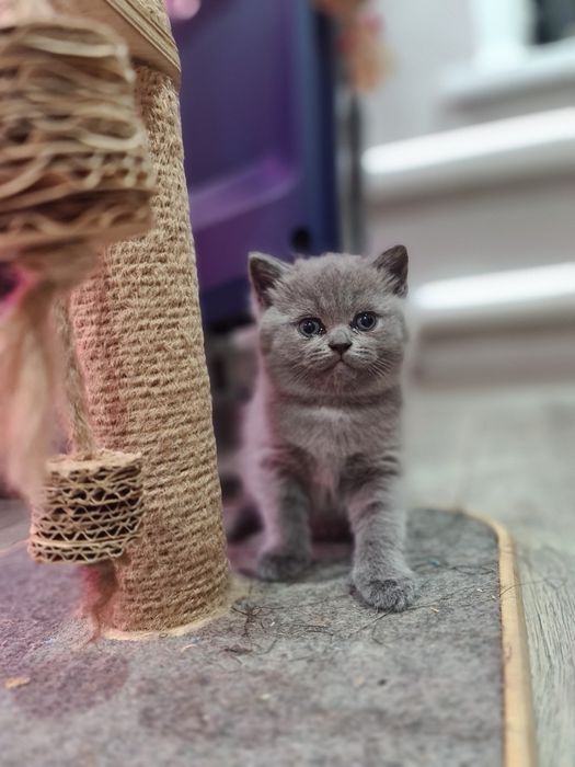 Британцы и шотландцы