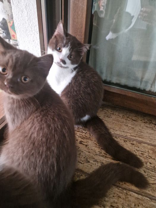 Vând motănel BSH bicolor