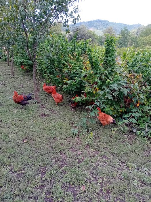 Cocosi de anul asta.  De  vanzare 50 lei bucata