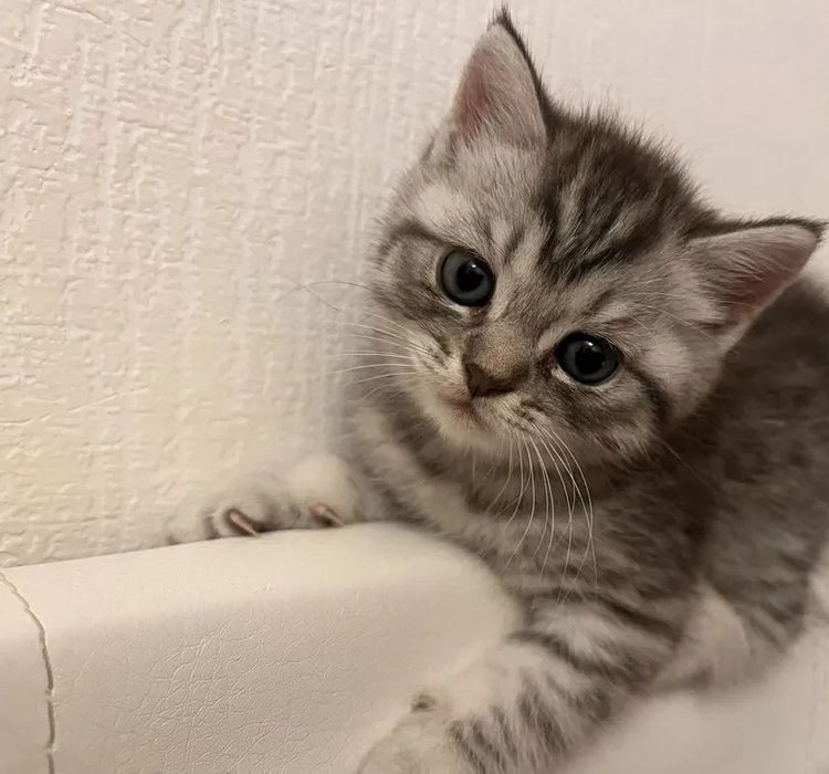 Шотландские мальчики и девочки, 1.5 мес