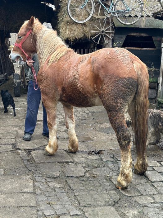 Mânz castrat de 1 an junate