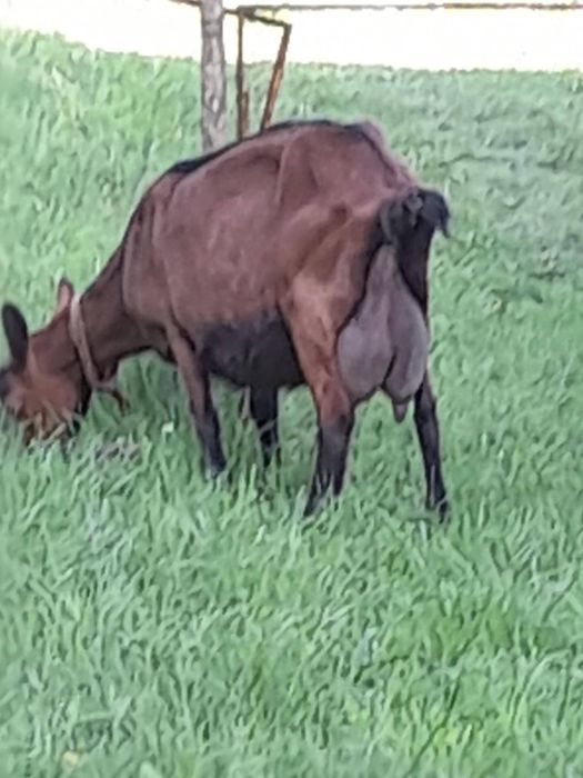 Capra alpina franceza