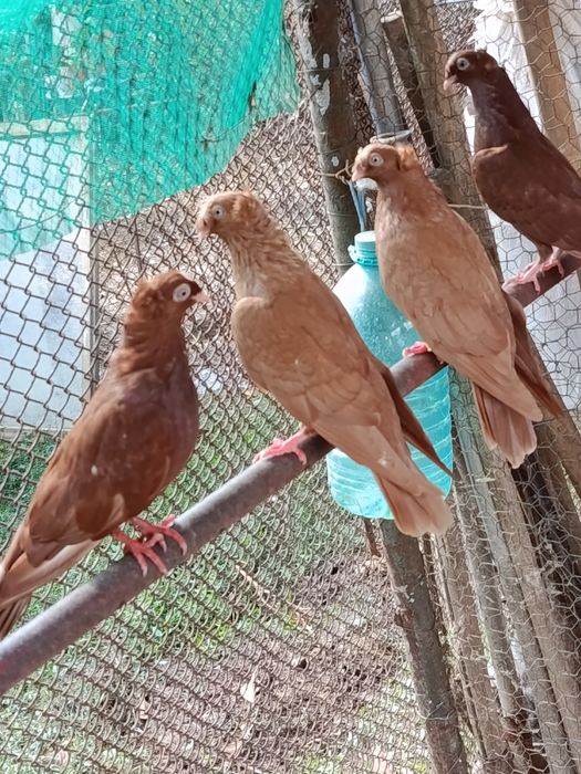 De vânzare porumbei bimotati!