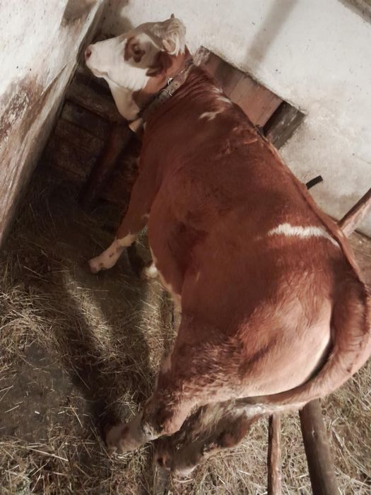 De vânzare juninca gestantă