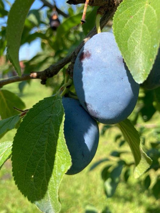 Vand prune din gradina, zona Reghin