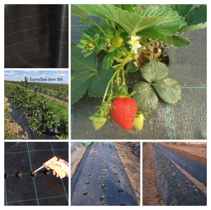 Folie AGROTEXTIL=Mulcire:Afini,Zmeura,Capsuni;REZISTENTA;Garantie7ani