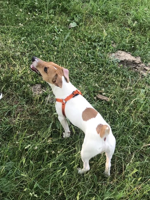 Изгубен Джак ръсел