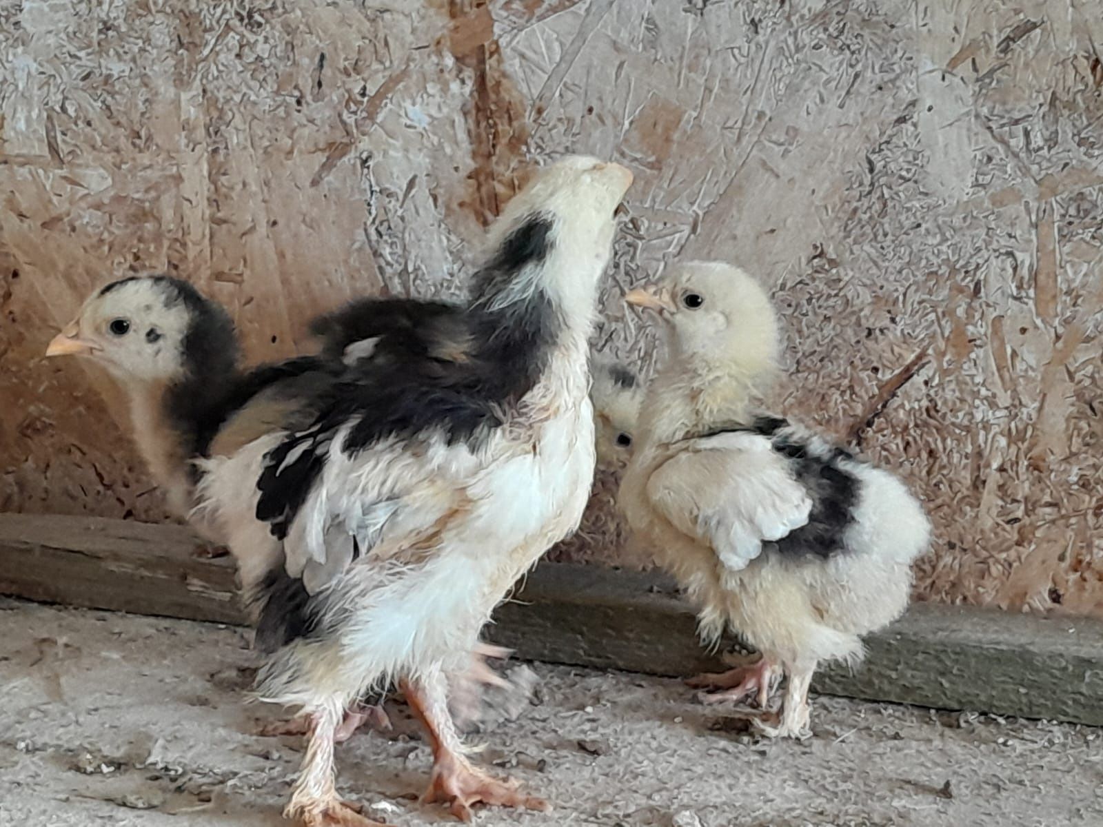 Vând puișori de o saptamina de mătase japoneză și cochin uriaș bobat