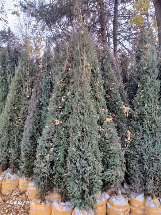 Har xil turdagi  gullar va archalar sotiladi