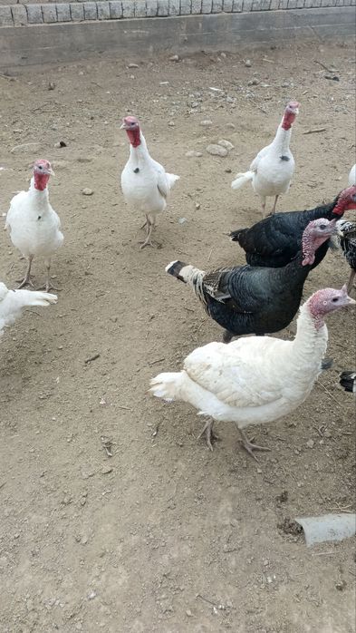 Продам домашних индюков и индюшек.