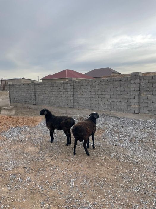 Кошкарлар сатылады