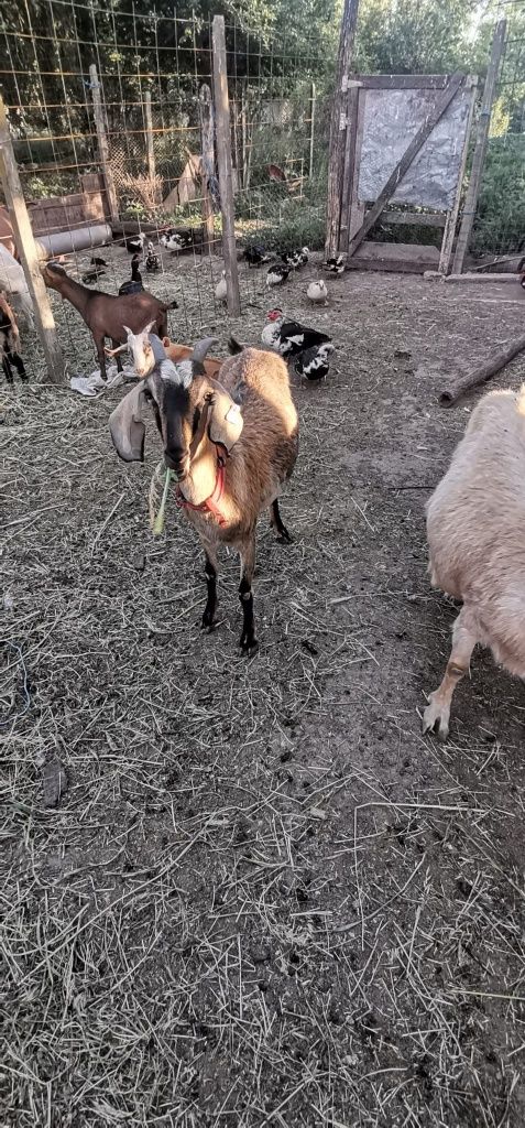 Vând capre și iezi